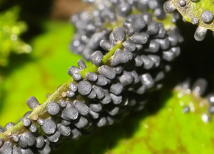 Physarum sp. ?